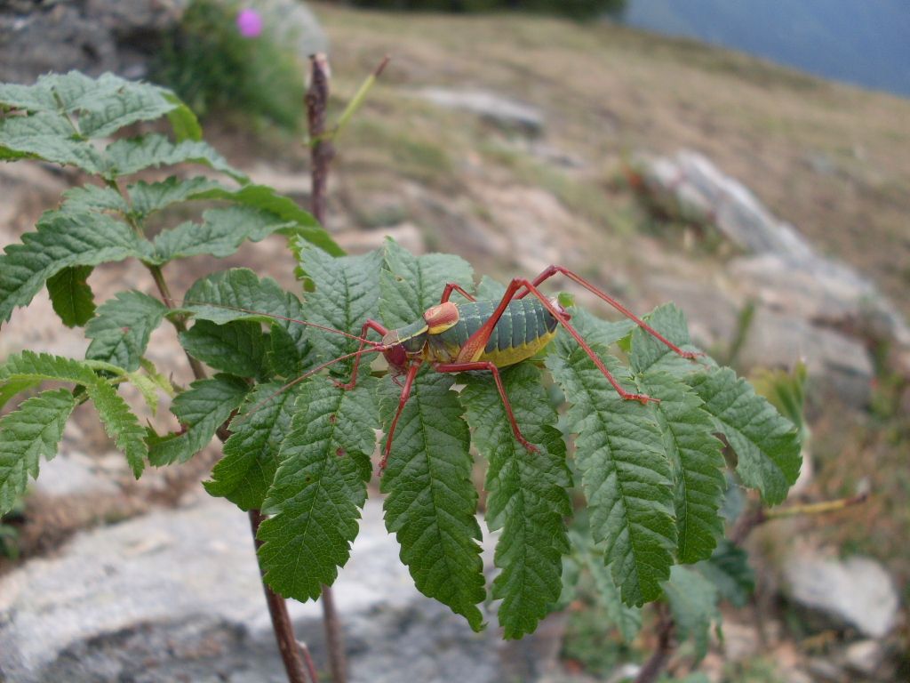 maschio di Barbitistes alpinus (Phaneropteridae)